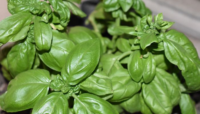 13 Beneficios y Propiedades del Basil