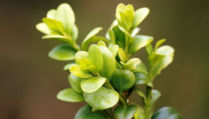 10 Beneficios Y Propiedades Del Buxus