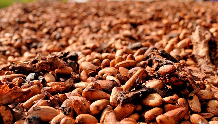 15 Beneficios Y Propiedades Del Cacao