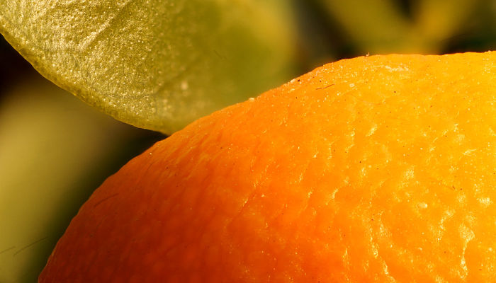 12 Propiedades Y Beneficios Del Calamondín