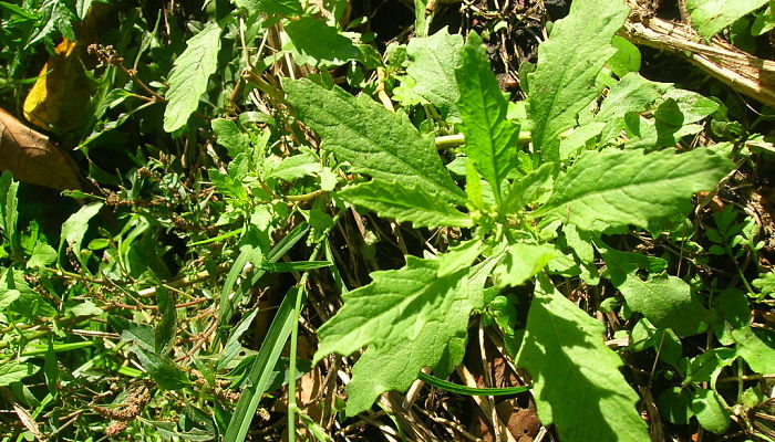 Propiedades Y Beneficios Del Chenopodium