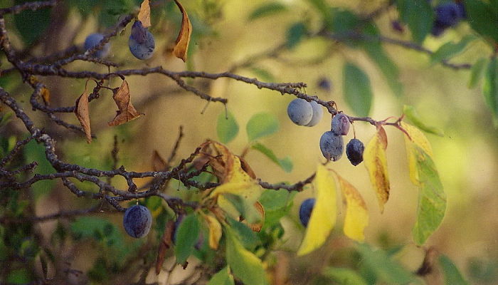 9 Beneficios Y Propiedades Del Ciruelo Silvestre