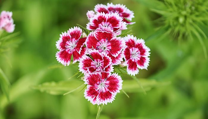 10 Beneficios Y Propiedades Del Dianthus