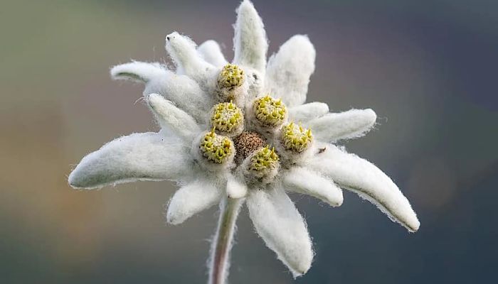 9 Propiedades Y Beneficios De La Edelweiss.