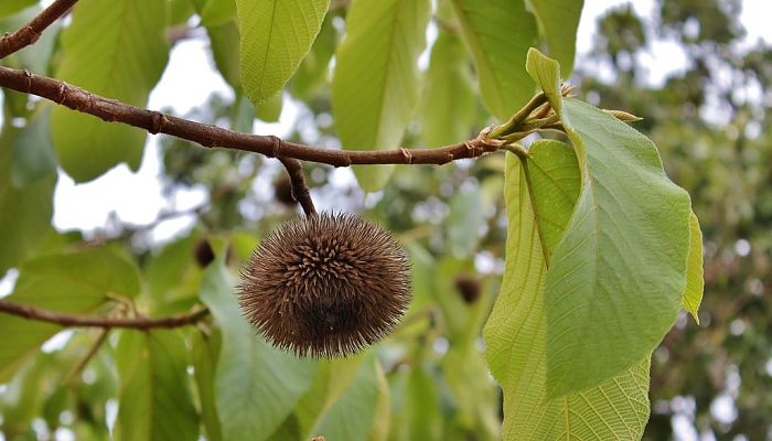 10 Beneficios Y Propiedades Del Erizo De Árbol