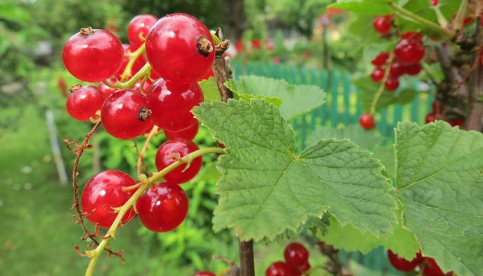 9 Beneficios Y Propiedades Del Grosellero Rojo