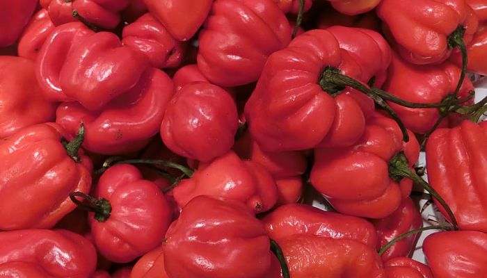 Beneficios Y Propiedades Del Habanero