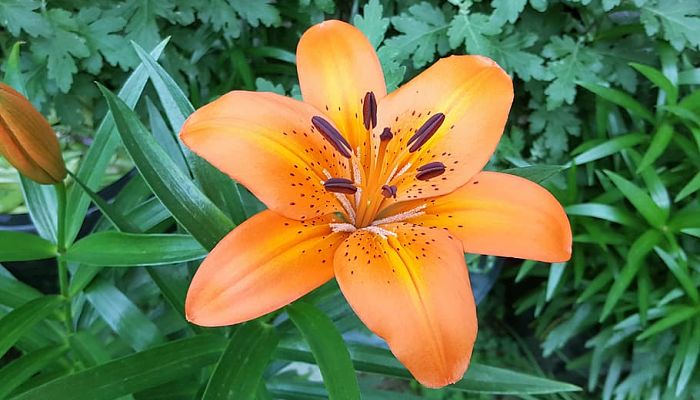 7 Beneficios y propiedades del leonotis