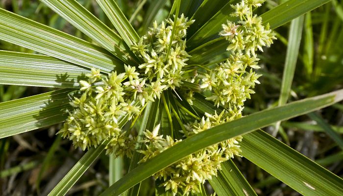 Beneficios Y Propiedades Del Lovage.