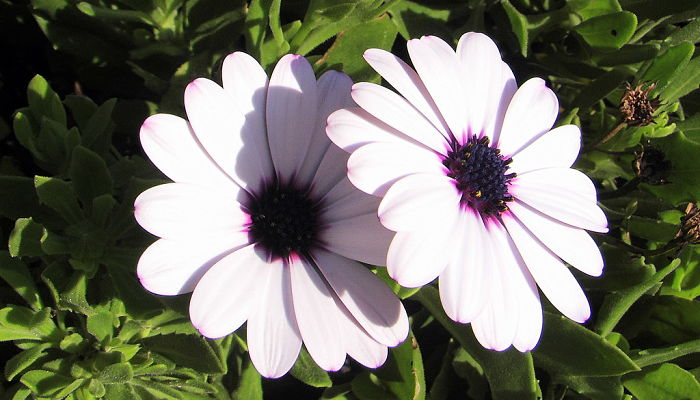 10 Beneficios Y Propiedades Del Osteospermum