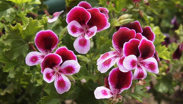 13 Beneficios Y Propiedades Del Pelargonium