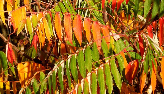 15 Beneficios Y Propiedades Del Rhus