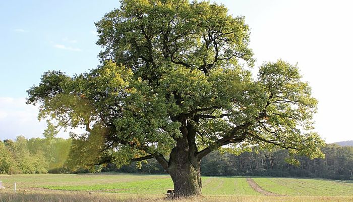 10 Beneficios y Propiedades del Roble.