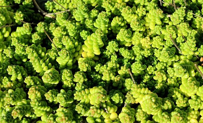 10 Beneficios Y Propiedades Del Sedum