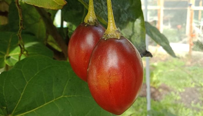 10 Beneficios Y Propiedades Del Tamarillo