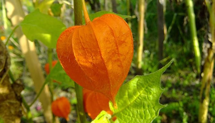 15 Beneficios Y Propiedades Del Tamarindo Chino