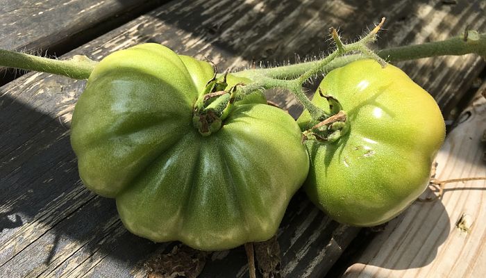 11 Beneficios Y Propiedades Del Tomatillo