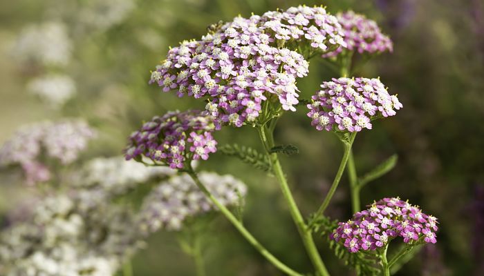 13 Beneficios Y Propiedades Del Yarrow