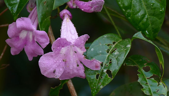 Bignonia Rosa. Origen, Descripción, Cultivo, Cuidados, Propiedades.