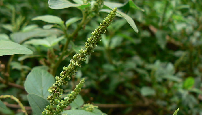 Bledo Blanco. Origen, Descripción, Cultivo, Cuidados, Propiedades.