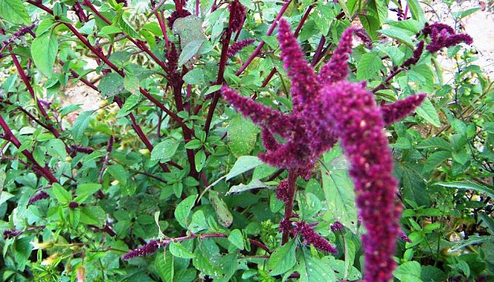 Bledo Morado. Origen, Descripción, Cultivo, Cuidados, Propiedades