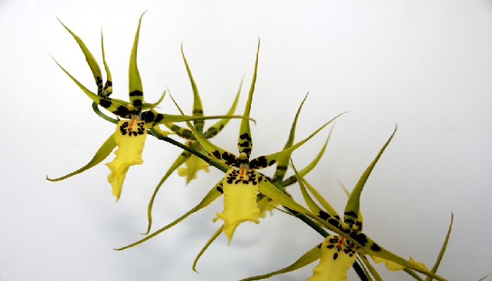 Brassia. Origen, descripción, Cultivo, Cuidados, Propiedades.