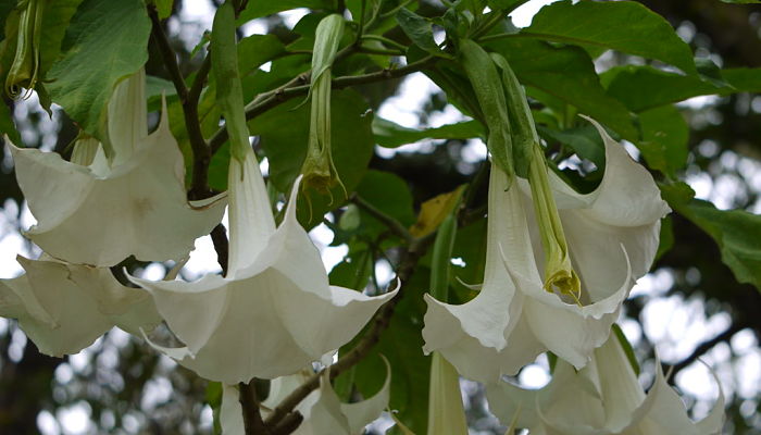 Brugmansia. Origen, Descripción, Cultivo, Cuidados, Propiedades