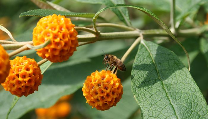 Buddleja Globosa. Origen, Descripción, Cultivo, Cuidados, Propiedades