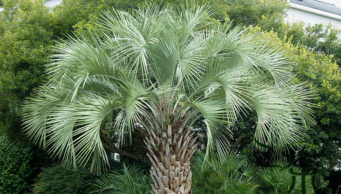 Butia Capitata: Taxonomía, Usos, Cultivo, Etimología y Morfología