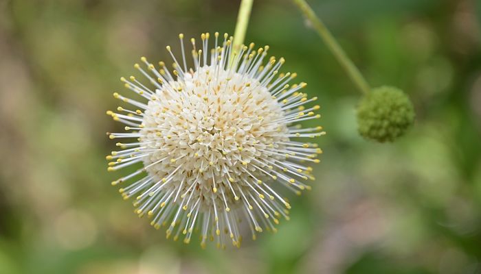 Buttonbush. Origen, Descripción, Cultivo, Cuidados, Propiedades