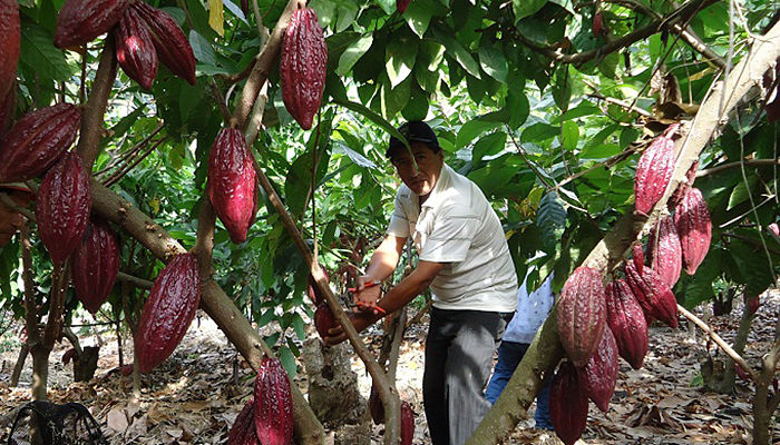 Cacaotero: Origen, Descripción, Cultivo, Propiedades, Beneficios Y Más