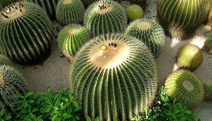 Cactus  Erizo. Origen, Descripción, Cultivo, Cuidados, Propiedades