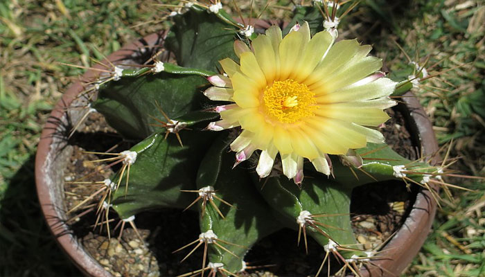 Cactus Estrella. Origen, Descripción, Variedades, Cultivo, Cuidados Y Usos