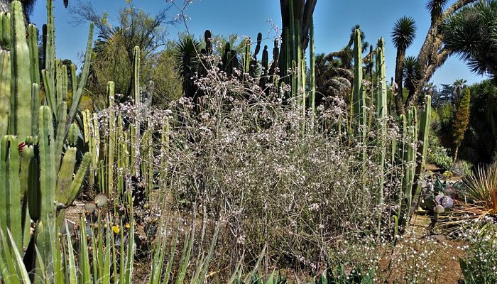 Cactus Órgano. Origen, descripción, Cultivo, Cuidados, Propiedades.