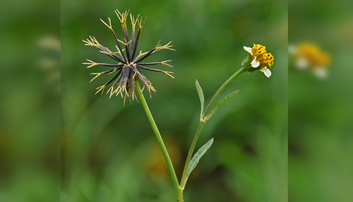 Cadillos (Bidens pilosa). Origen, Descripción, Variedades, Cultivo, Cuidados Y Usos