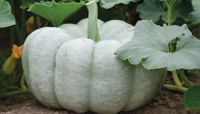 Calabaza De Ceniza. Origen, Descripción, Cultivo, Cuidados, Propiedades