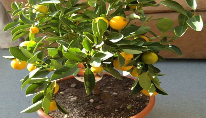 Calamondín (Citrofortunella microcarpa). Origen, Características, Cultivo, Cuidados Y Usos