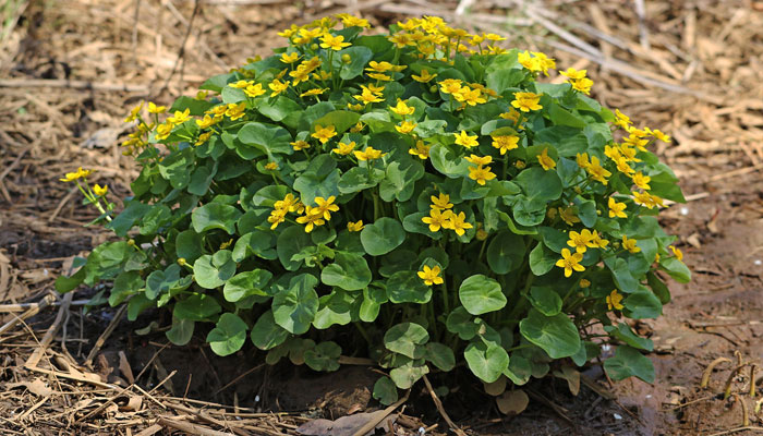 Caltha Palustris. Origen, Descripción, Variedades, Cultivo, Cuidados Y Usos