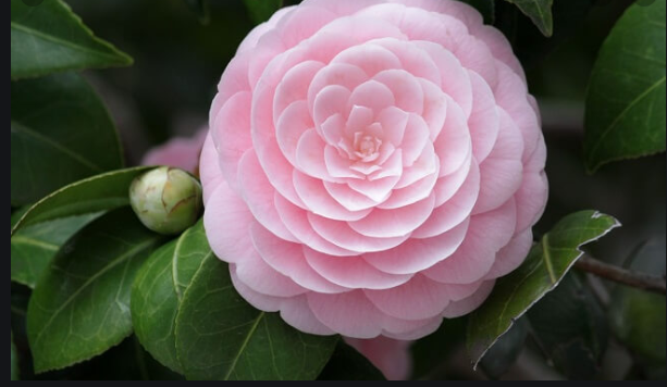 Camelias