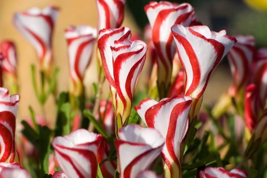 Candy cane: tipos, significado, características