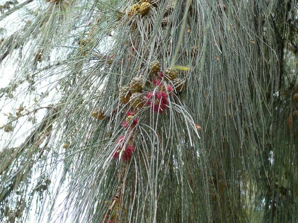 Casuarina: tipos, características, tamaños, variedad y colores&#8230;