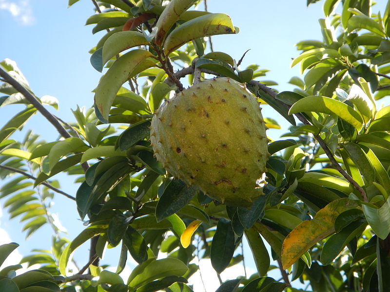 Catoche (Annona muricata). Descripción, Variedades, Cultivo, Cuidados Y Usos