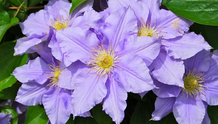 Clematis. Origen, Descripción, Cultivo, Cuidados, Propiedades