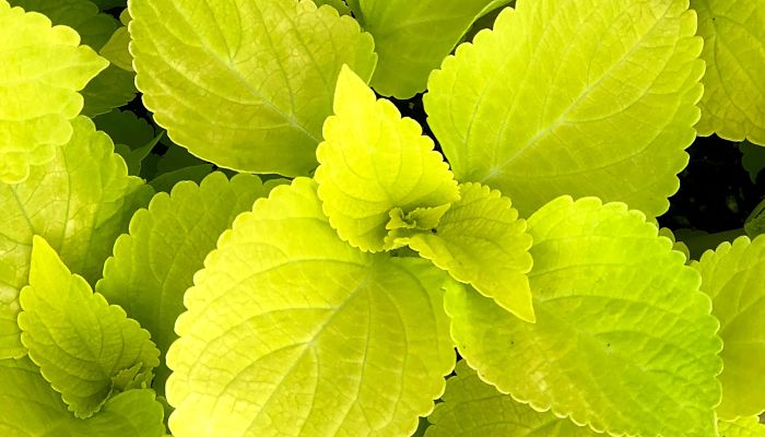 Coleus. Origen, Descripción, Cultivo, Cuidados, Propiedades