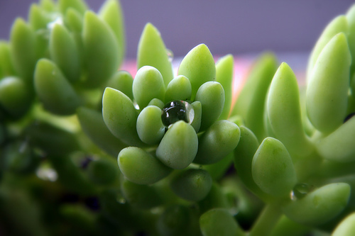 Cómo cuidar y cultivar Sedum morganianum