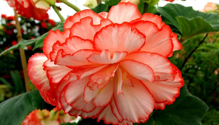 Cómo Cultivar Begonias. 7 Pasos Para Un Cultivo Exitoso