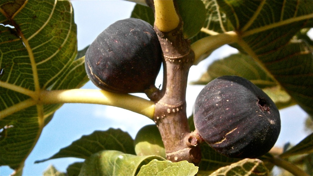 ¿Cómo Plantar Higos?