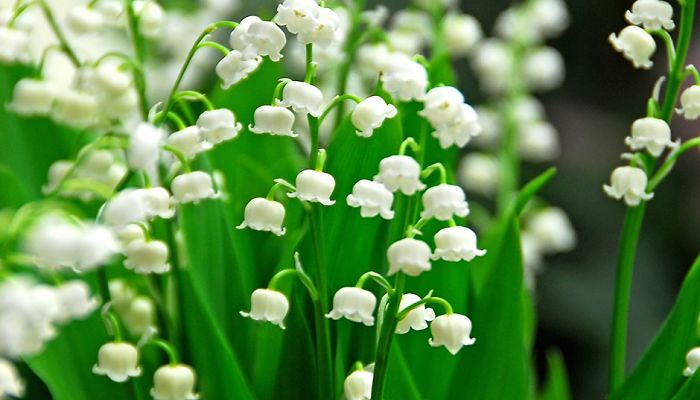 Convallaria Majalis. Origen, Descripción, Cultivo, Cuidados, Propiedades