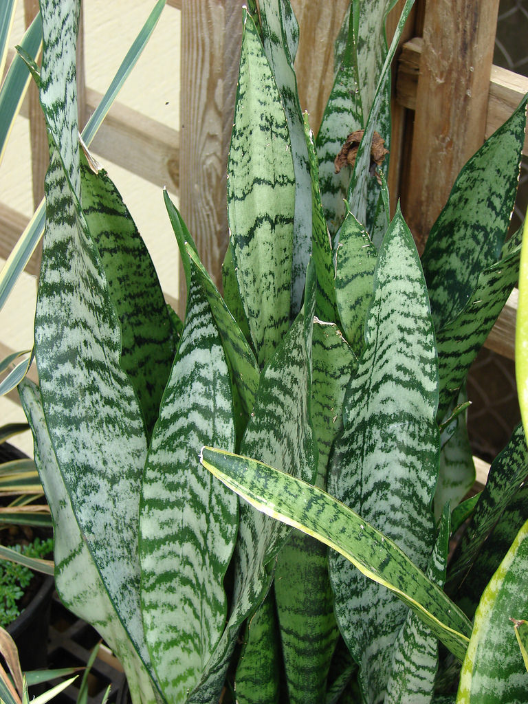 Cómo cultivar y cuidar Sansevieria