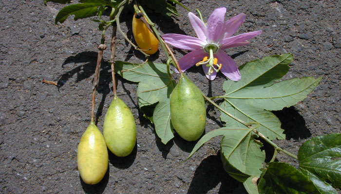 Curuba. Origen, Descripción, Variedades, Cultivo, Cuidados Y Usos